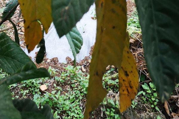 枇杷叶片上出现这种小斑点,别以为不是病,不防治会影响果实品质_叶斑