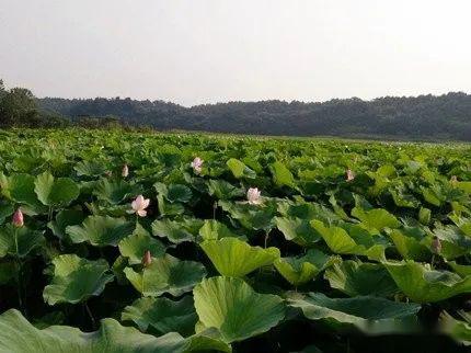 德安老山湾生态庄园一日游