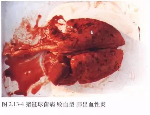 淋巴结病变急性型猪瘟病猪胸部皮肤出血斑点急性猪瘟病猪皮肤出血点