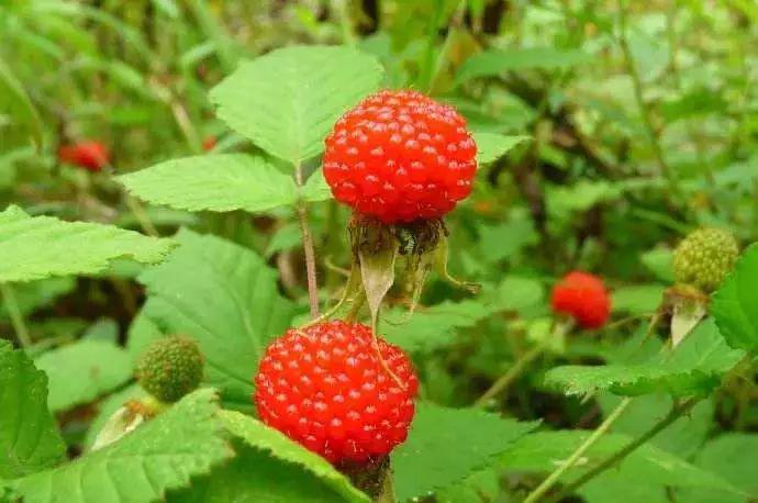 三月泡"又成熟了,今年你尝到了吗?