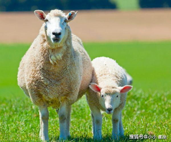 屬羊人運勢大回峰5月橫財遍地富貴生活唾手可得