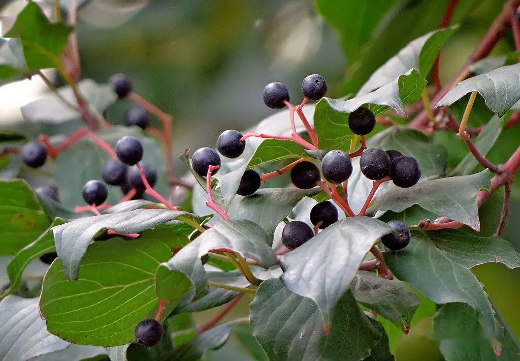 毛梾孔子的车梁