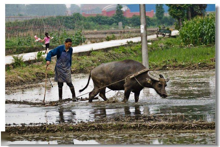 儿时的记忆插秧走遍乐平