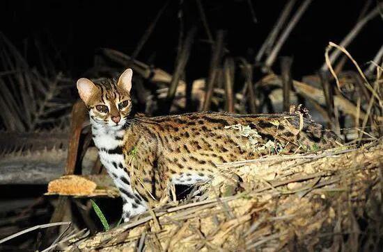 豹貓,學名prionailurus bengalensis,貓科,豹貓屬,主要以鼠類