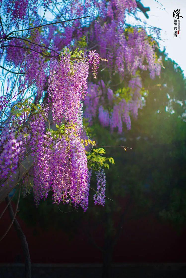 紫藤掛泰山花蔓宜泰安