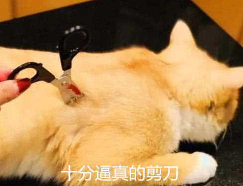 橘猫被主人恶搞身上插道具剪刀猫咪表情亮了网友大橘为重