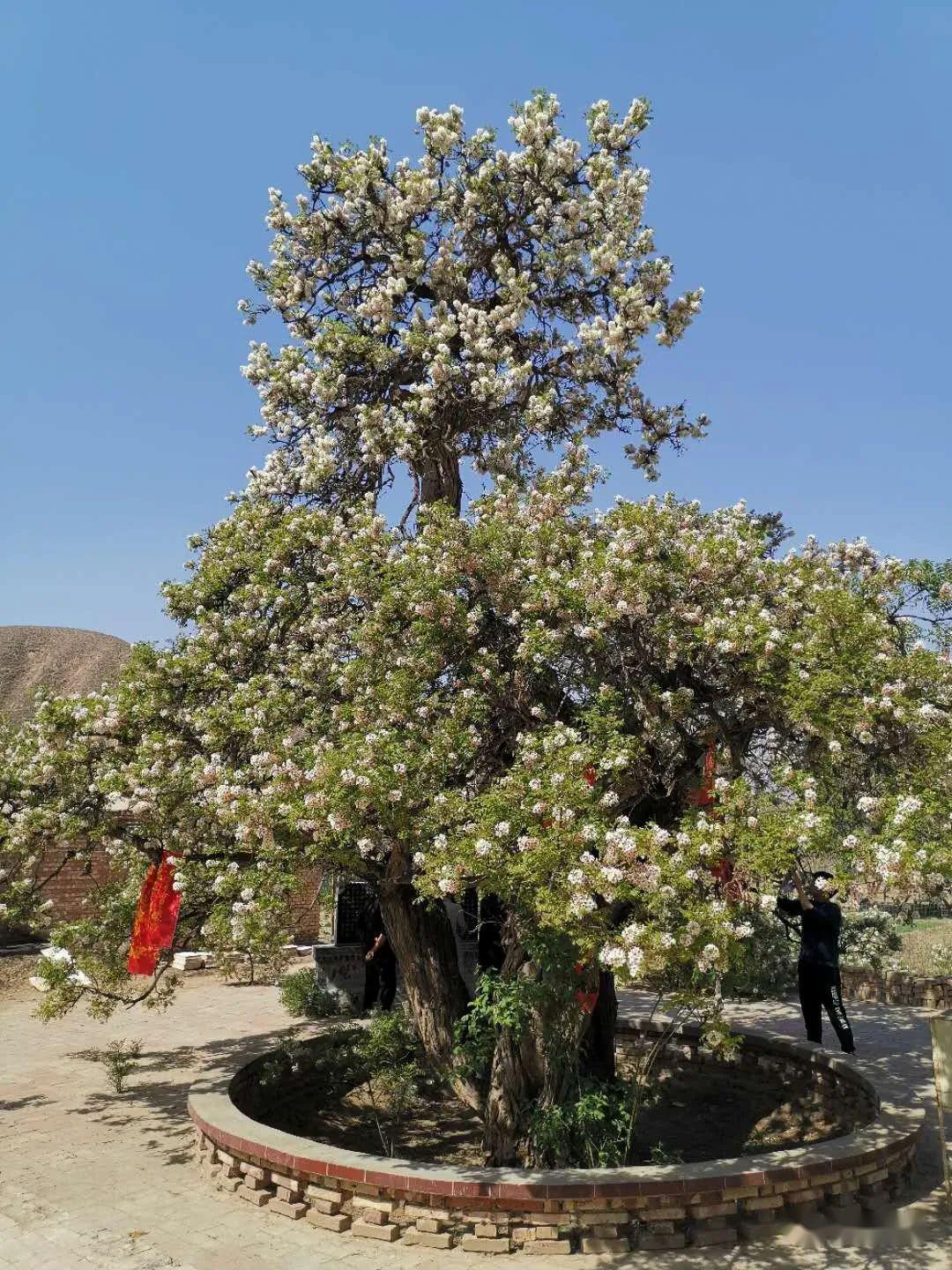 靖远东湾千年文冠果树花香醉人