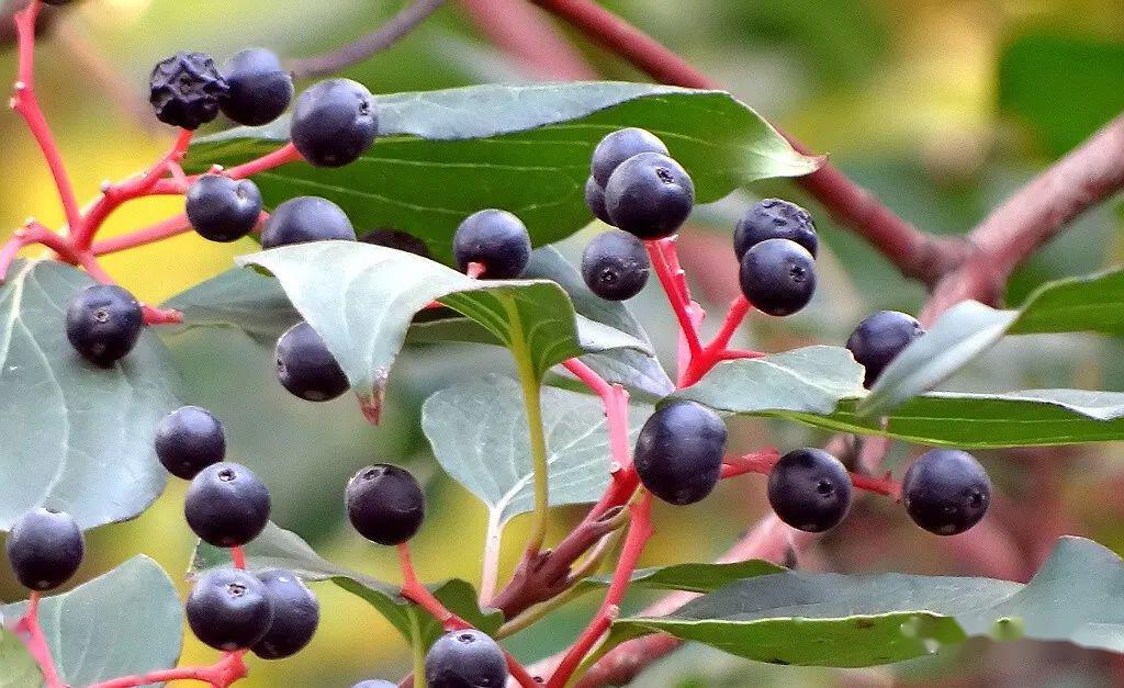 毛梾孔子的车梁