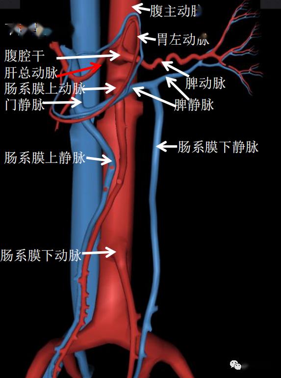 史上最详上腹部ct影像解读 收藏