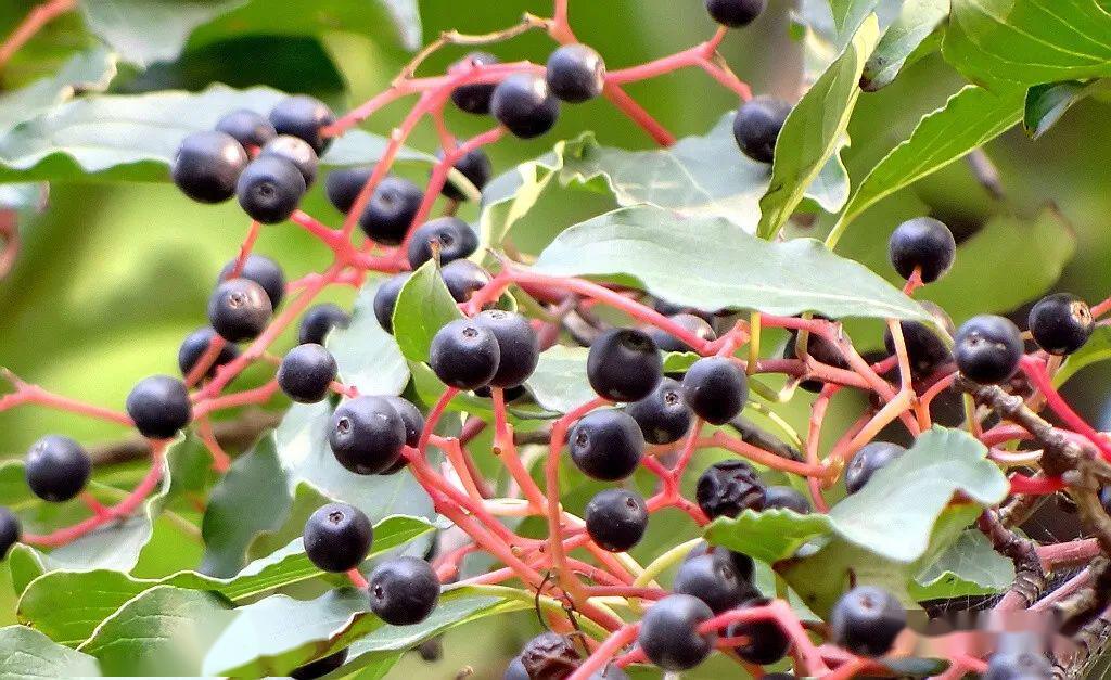 毛梾孔子的车梁