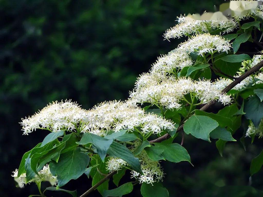 毛梾孔子的车梁