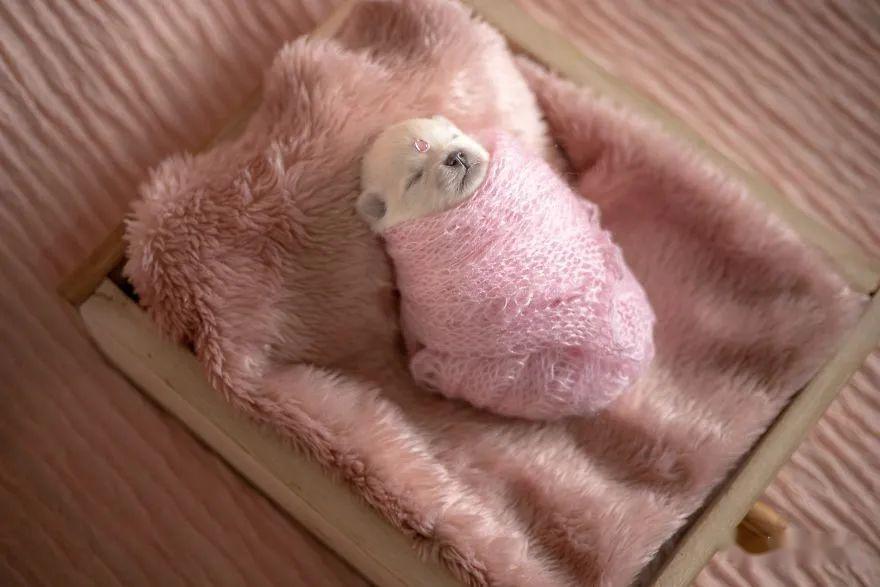 心都要萌化了摄影师为狗宝宝拍摄新生儿照片