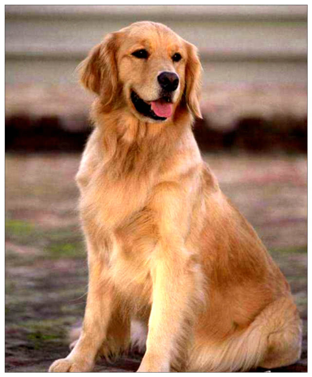 原创小主人放假回家假装不认识金毛狗子随后的反应让人瞬间泪目