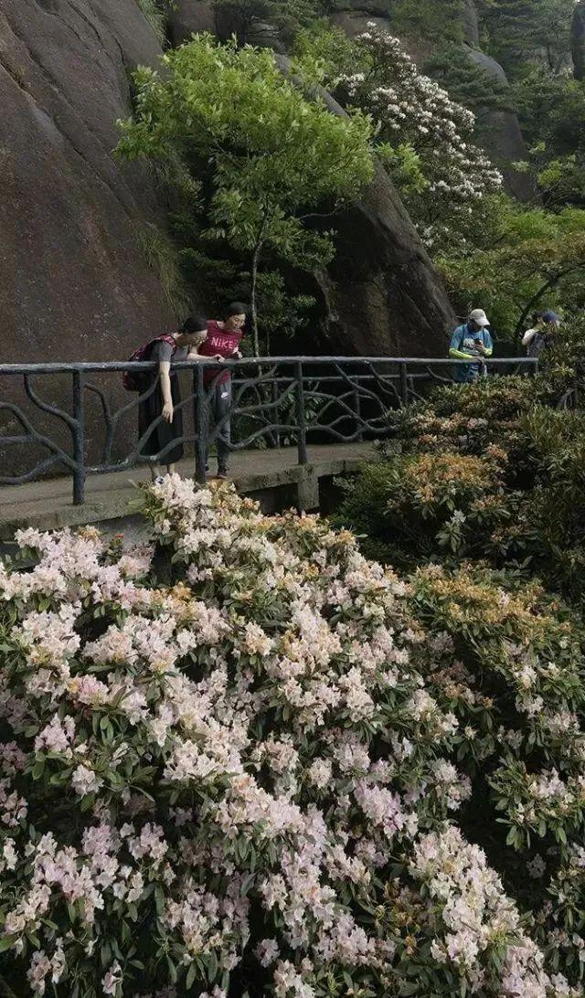 遊客 杜鵑■全景 杜鵑■絕景 杜鵑高海拔區域:日上山莊玉臺至西海岸