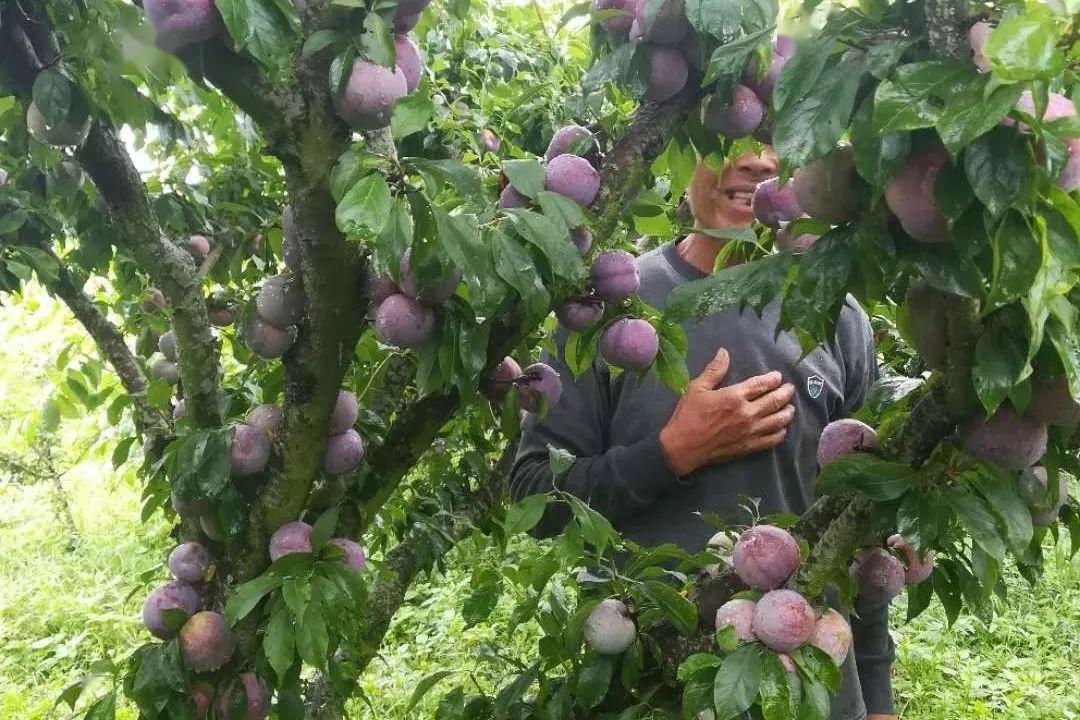 技术三华李5月份管理要点