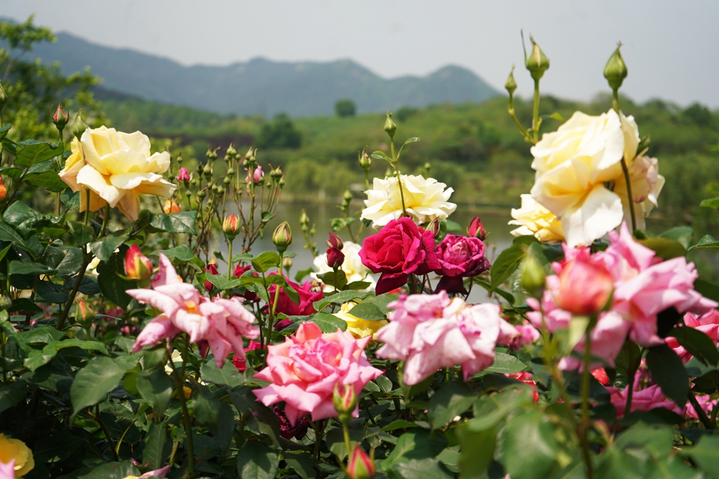 原创以百金买笑从木兰玫瑰园说起