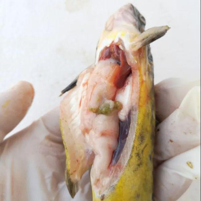 鱼群抱团湖北出现黄颡鱼大规模死亡怎么办