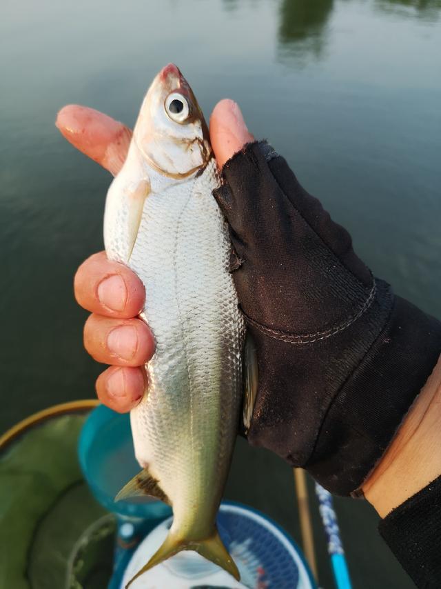 爷俩钓大鱼之彩山水库拉黄尾