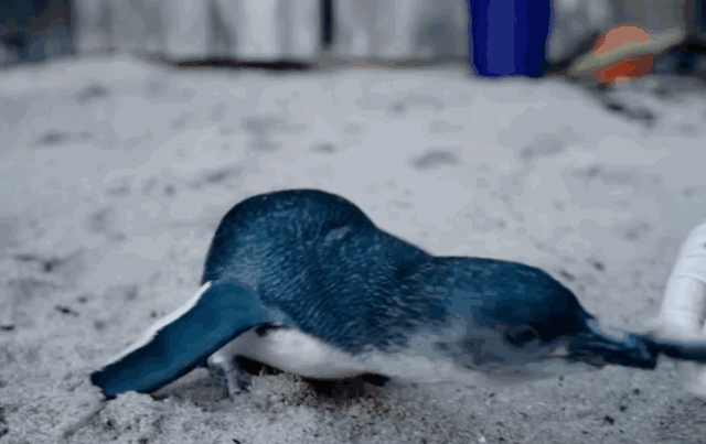 小企鹅跑步的动图图片