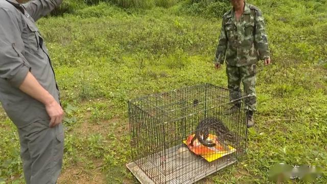 广西重点保护动物豹猫在广西弄岗国家级自然保护区被放生