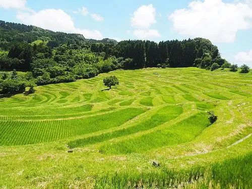 他山之石日本精致农业的10点启示