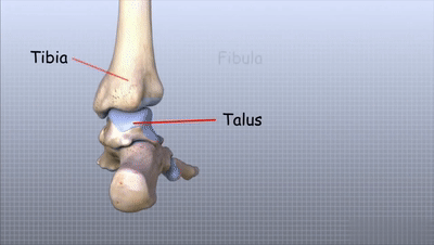 脚踝骨是哪个位置图片图片