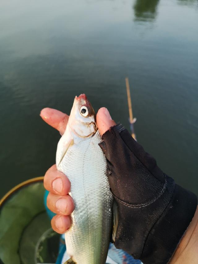 爺倆釣大魚之彩山水庫拉黃尾