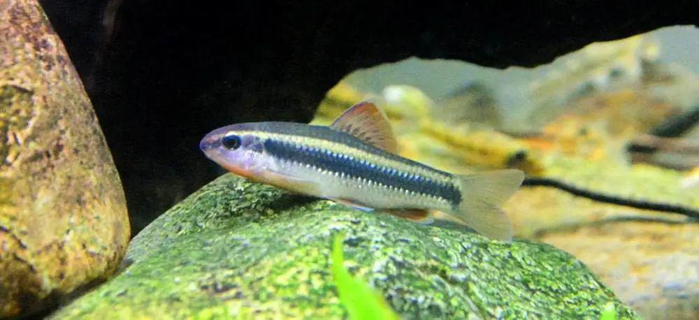 每日一鱼 | 小鳈:体侧有一条明显的黑色纵纹…_lord