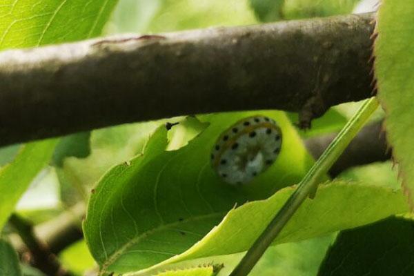 梨树叶上卷曲着的这种小虫不防治能把叶片吃光最好现在就防治