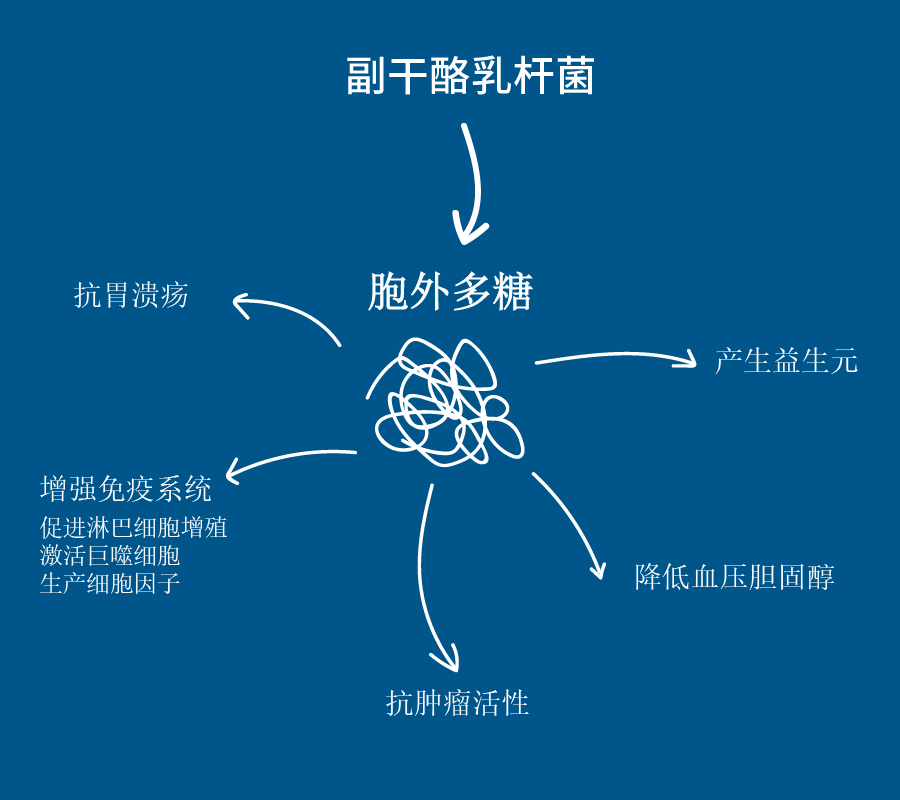 解密人体免疫力:植物性乳酸菌中的副干酪乳杆菌是如何激活人体免疫