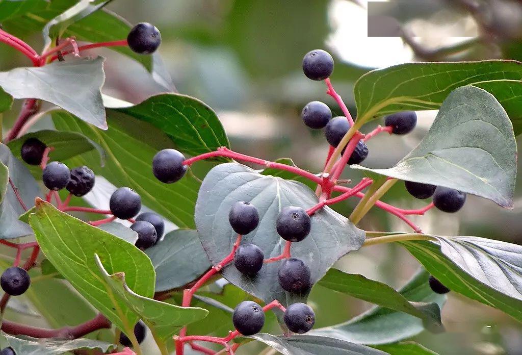 毛梾孔子的车梁