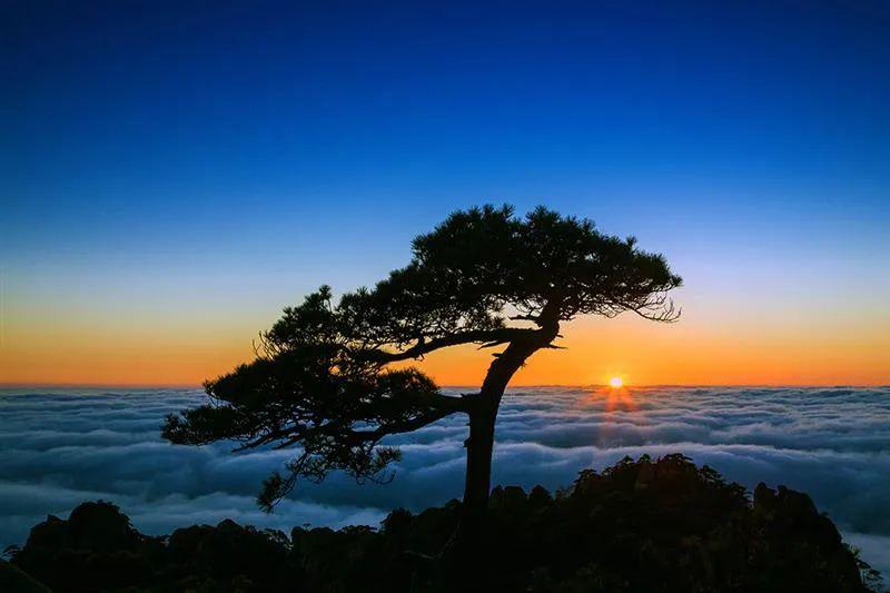 5月杜鹃仙子入三清山色撩人正当时