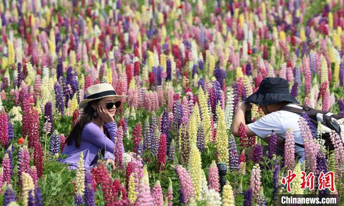 鍾學滿 攝5月3日,眾多遊客走進江蘇句容伏熱花海景區,徜徉在魯冰花