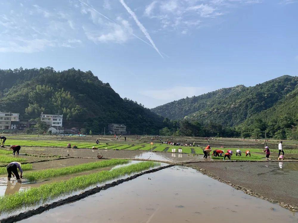 于都鄉村幹部與群眾春耕插秧比賽!_祁祿山鎮