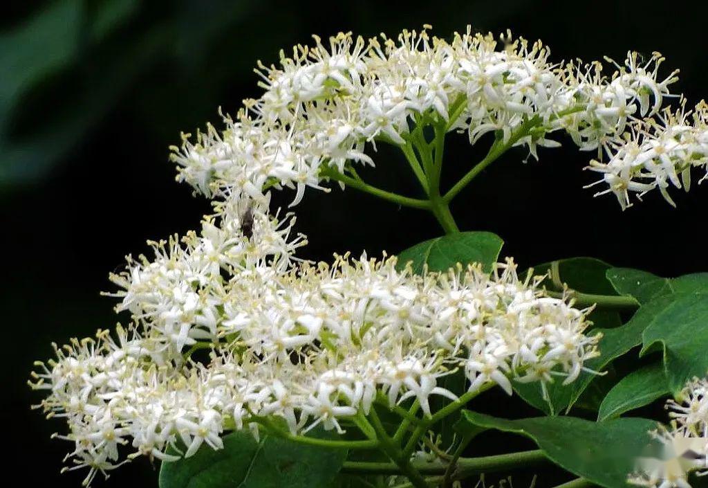 毛梾孔子的车梁