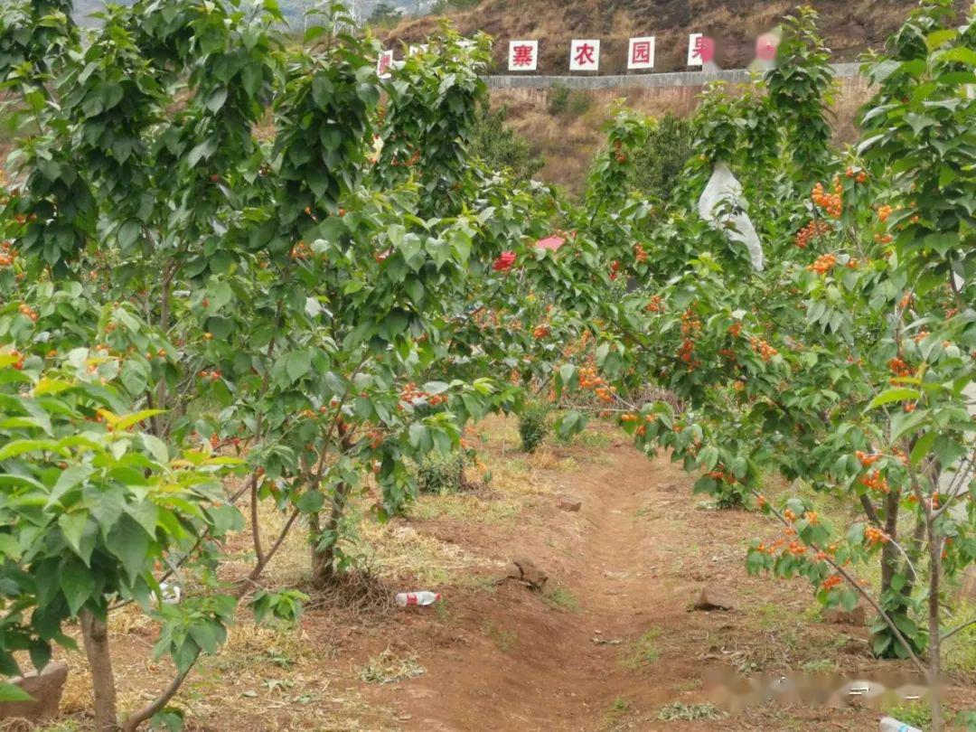 昭通鲁甸县小寨镇樱桃园成为5.1期间游客的好去处!_种植