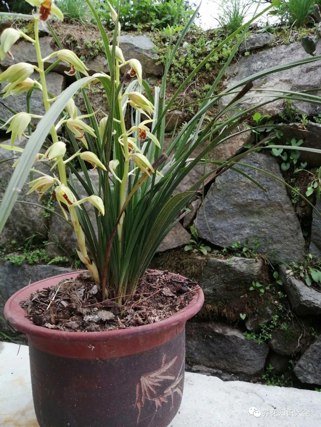 兰花一直不开花原因很简单就这5件事你没做好