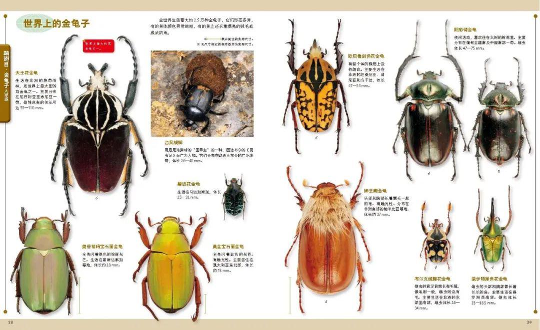10种昆虫的名字和特点图片