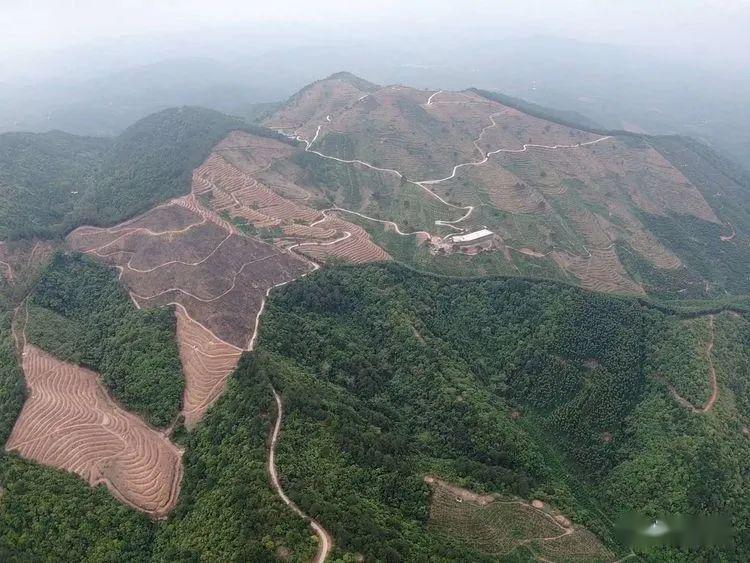 来一场说走就走的旅行去藤县岭景镇鹿伏岭看看梯田闻闻茶香