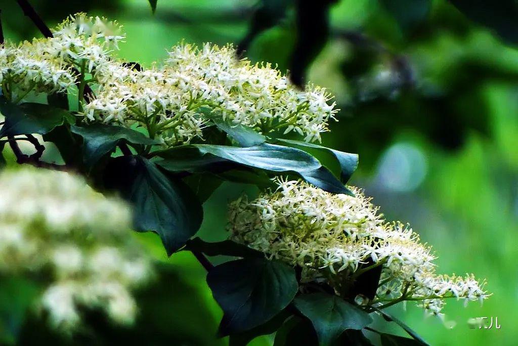 毛梾孔子的车梁