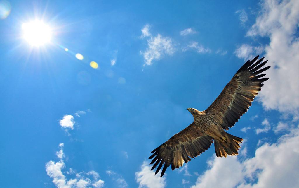 长出翅膀的天使,就是翱翔天际的雄鹰