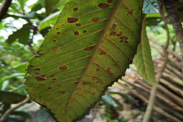 枇杷叶片上出现这种小斑点,别以为不是病,不防治会影响果实品质_叶斑