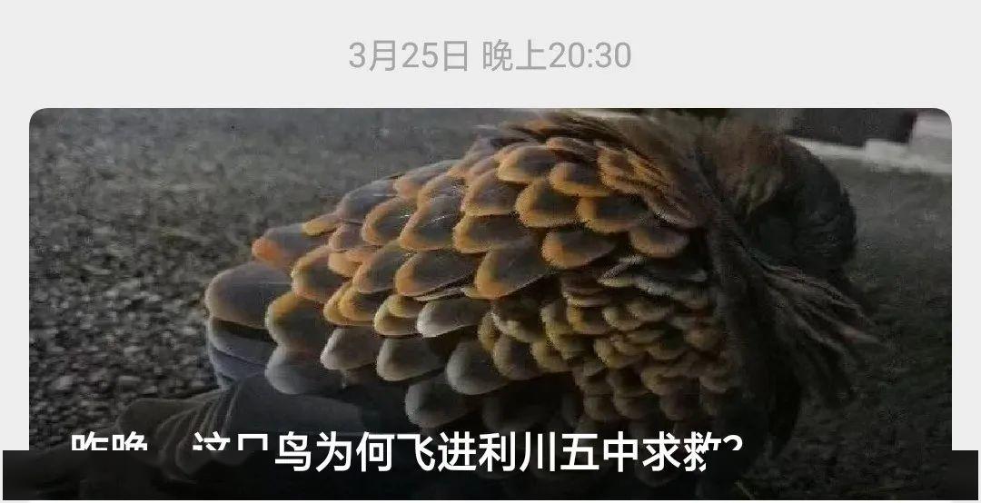 李女士从头到尾把鸟儿的尸体检查了一遍,最后在左翅部位发现了致命伤