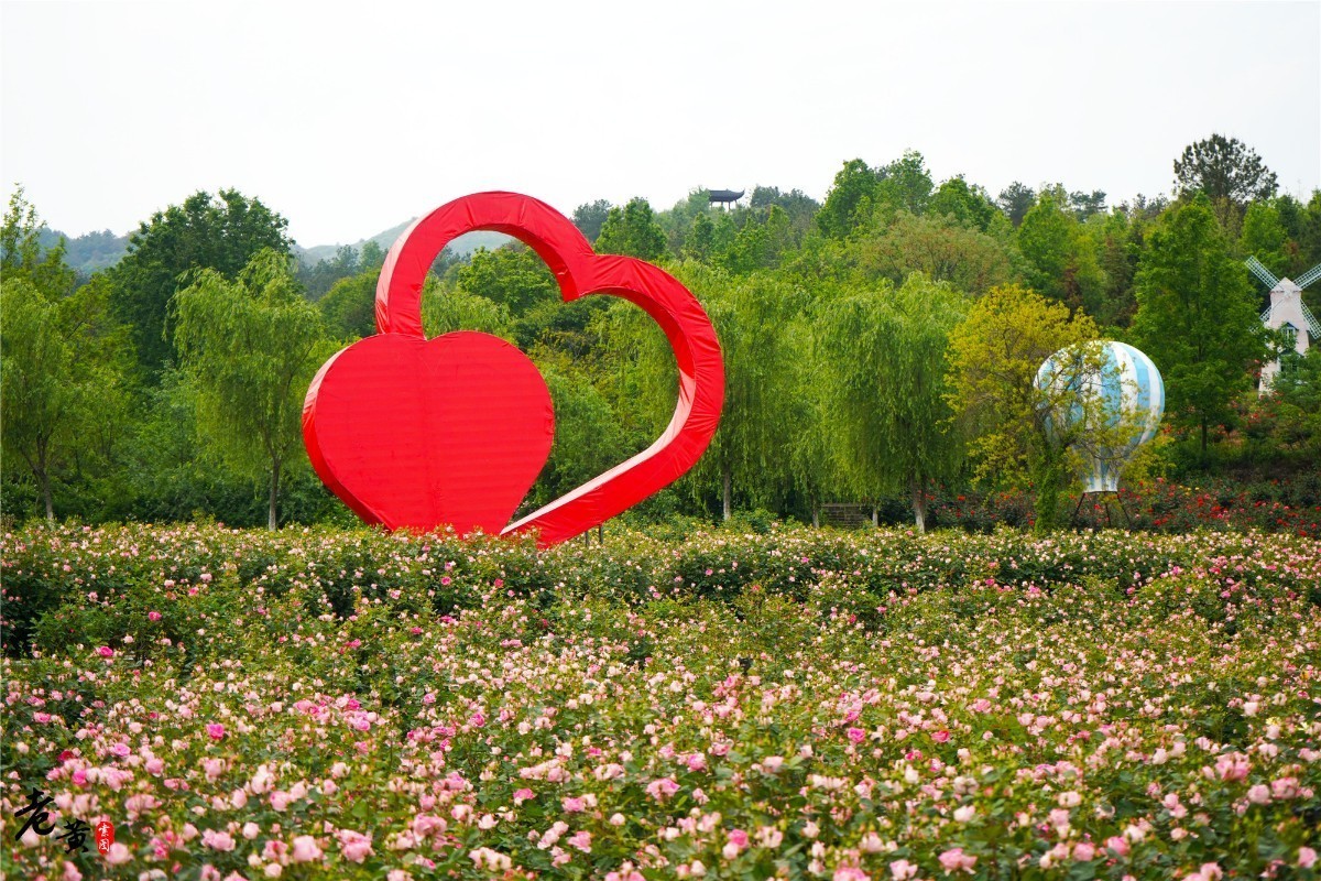 疫情后的黄陂旅游木兰玫瑰园百花齐放待客来玩的是极致浪漫