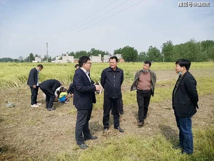 固始县委统战部到淮滨县参观考察猫爪草种植产业