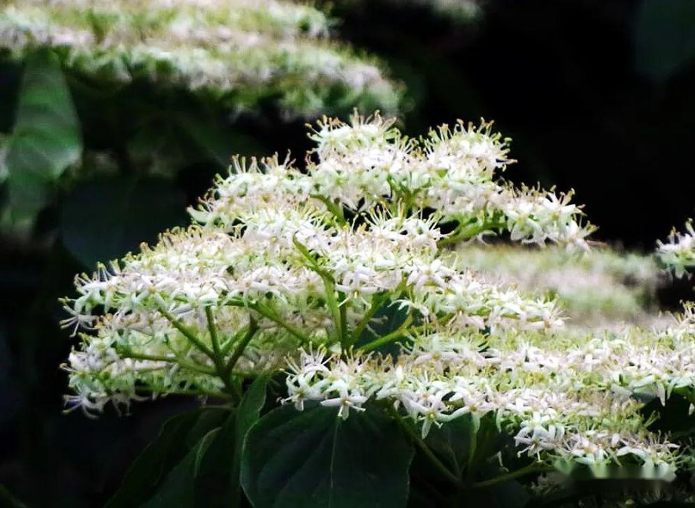 毛梾孔子的车梁