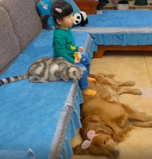 最近流行猫狗带娃,您别说,这些猫狗带娃还挺专业_孩子