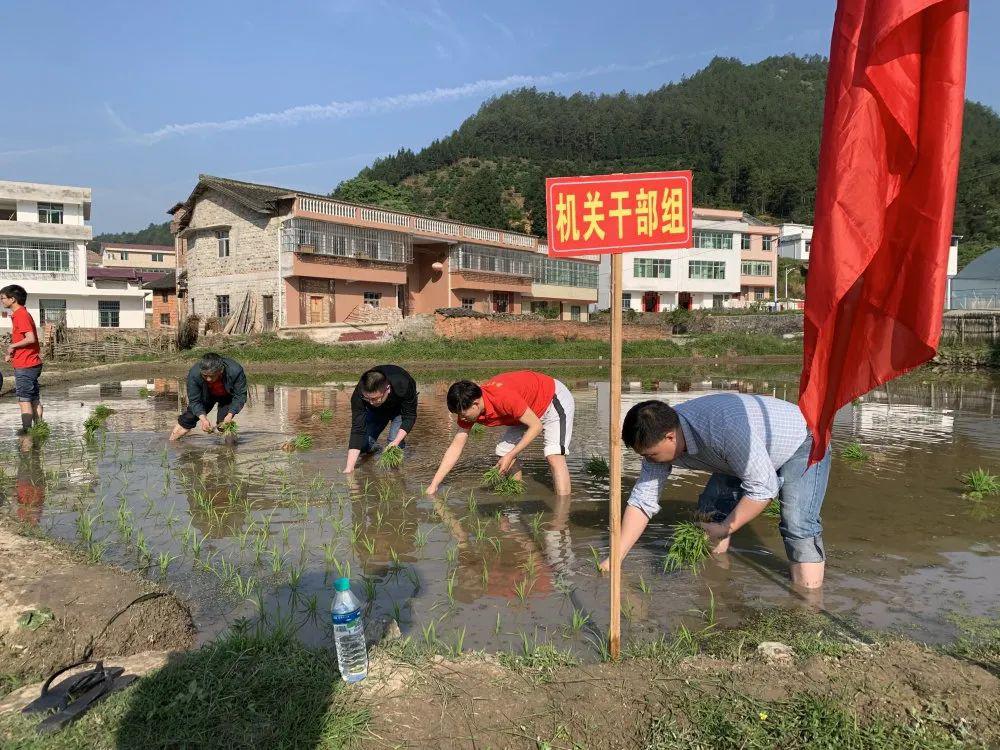 于都鄉村幹部與群眾春耕插秧比賽!_祁祿山鎮