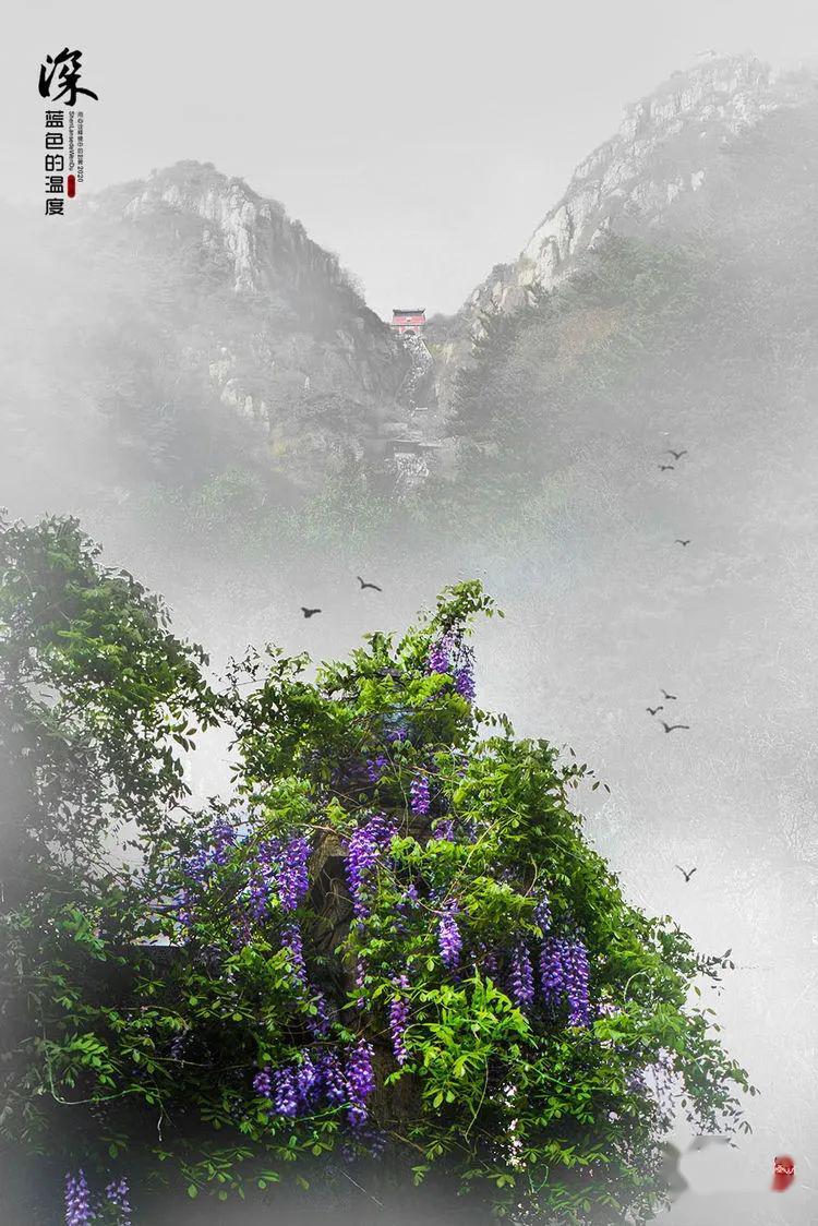 紫藤挂泰山花蔓宜泰安