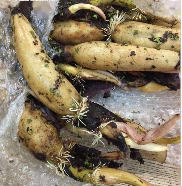 家里有旧水缸别扔了,放进1节藕,长叶开花,秋天长出10倍的藕_莲藕